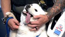 white dog with tongue out