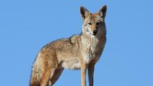 Coyote