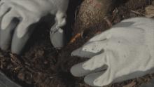 How to plant a tree