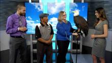 Hawkquest and Bald Hawk with news anchors