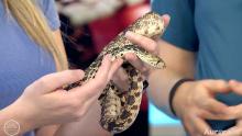 close up of a bull snake in studio