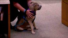 Dog sitting in City Council Chamber that links to the June 10 2024 City Council Meeting
