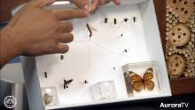 Box with different pollinators