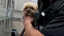 Cute Aurora animal shelter dog