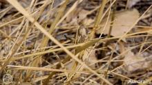grasshopper on grass