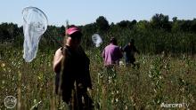 Volunteers walking through a field looking for butterflies