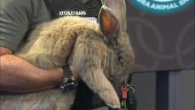 large bunny being held