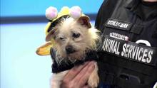 cute dog in bumblebee costume