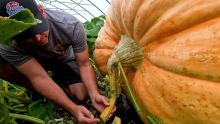 Brad Bledsoe taking pumpkin off the vine inside his greenhouse
