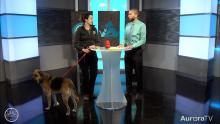 Anchor, guest, and dog during interview