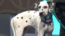 Juliet the Dalmatian pup