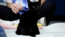tiny, black kitten with big green eyes sitting on the floor