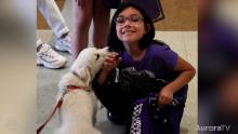 little girl wearing purple t-shirt, smiling and playing with a puppy