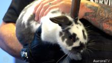 Close up of a black and white bunny being held by a man with tattoos on his arm