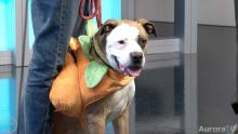 Boxer dog mix wearing an orange pumpkin costume over his torso