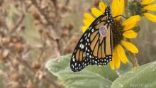 Close up of a monarch butterfly sitting on a yellow daisy and wearing a tag on its wing